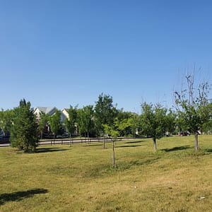 small cute trees