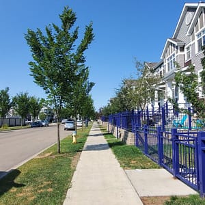 aligned green trees