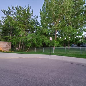large mature green trees