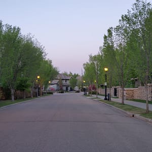 trees aligned the side walk