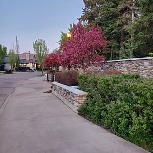 pink lavender trees and bushes