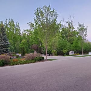 a lot of green large trees in the area